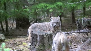 Pet Bobcat Bops Wild Bobcat Who Wanders Too Close