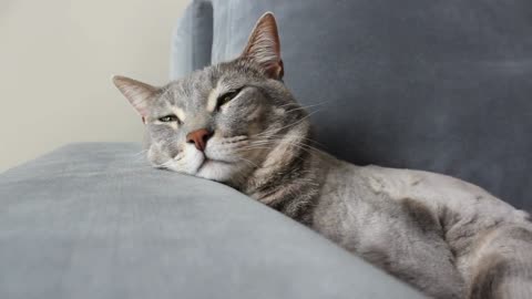 Cat goes to sleep in a small human bed