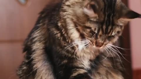 Watch This Talented Kitty Cats Treats With Its Paws