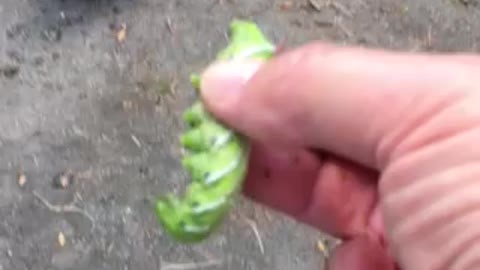 Chicken eating hornworm