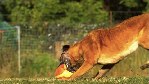 Dog playing with it´s special ball