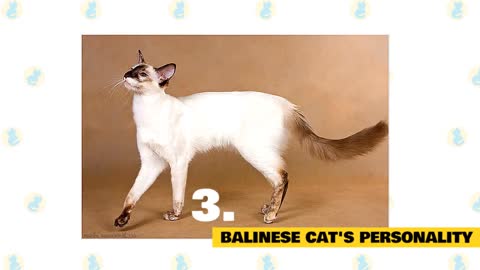 Balinese Cats 101: Fun Facts & Myths