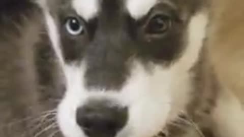 Husky puppy attempts to say "hello" and "goodbye"