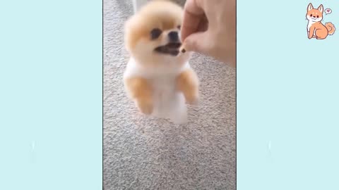 cute puppies play !