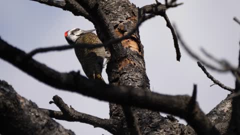 African grey woodpecker pecks into a tree at Waterberg South Africa