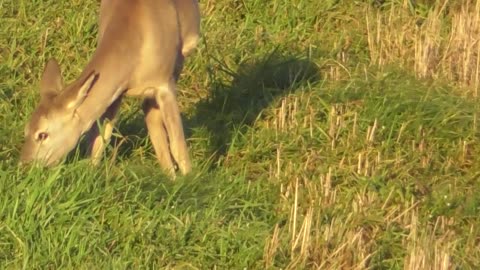 The roe deer calmly ate the grass and this is what came of it ?