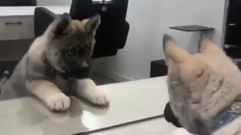 Puppy meets mirror for first time