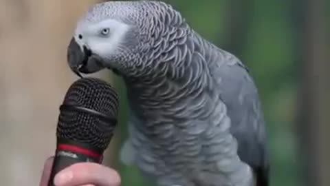Einstein Parrot Talking Amazing video