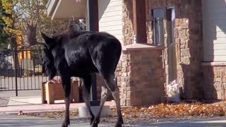 Small Dog Moves Large Moose Along