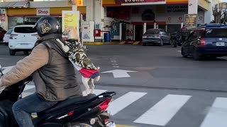 Puppy Rides Along on Motorcycle