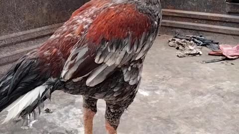 Beautiful Rooster 🐓 Video By Kingdom Of Awais