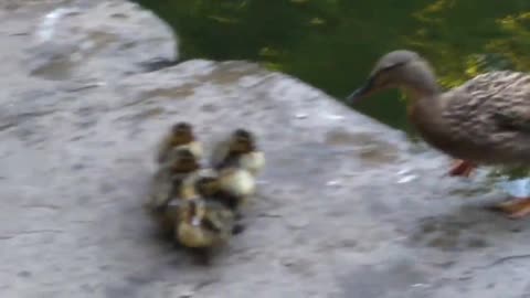 Baby ducks and mother super cute video