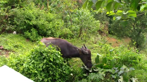 Carabao Eating Tree Leaves In A Dangerous Area