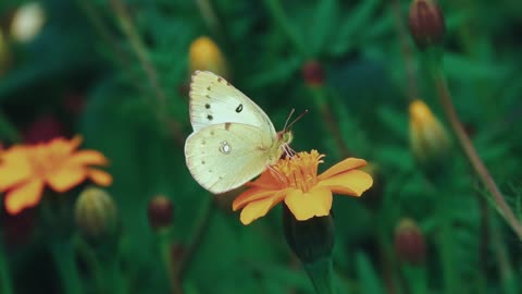 Butterfly Flowers Pollination Flying Nectar Insect