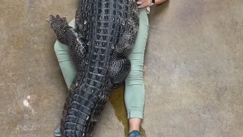 Giant alligator hugs its human friend tight