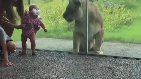 Lion surprise 😮 At a ZOO || OMG
