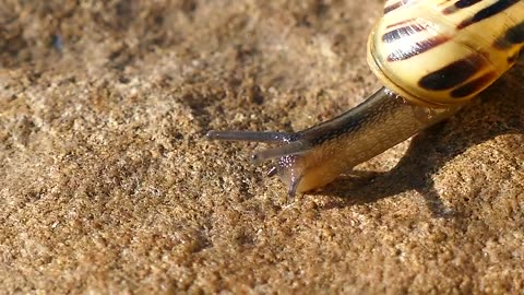 Exploring Earth's Amazing Animals snail,