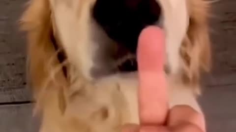 Dog's_Reaction_In_The_Face face of the middle finger _So_Funny