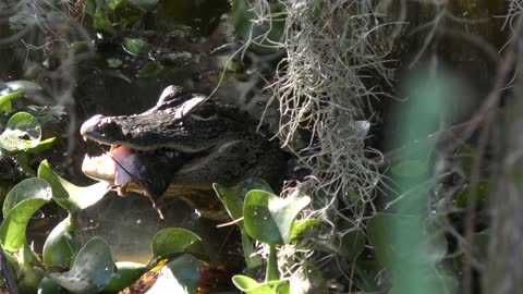 small American alligator eating a fish