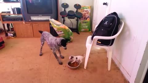 Funny little dog fighting for food
