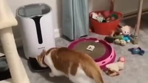 A very funny, amazing, amazing cat who eats and is afraid