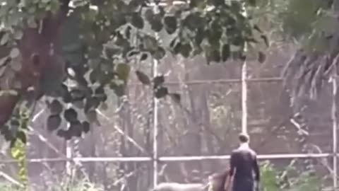 Drunk man jumps inside Lion enclosure at Delhi zoo!