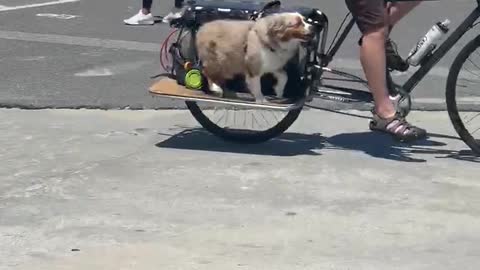 Dog on Venice Beach thinks he's pedaling bicycle