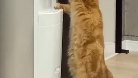 CAT intelligent cat