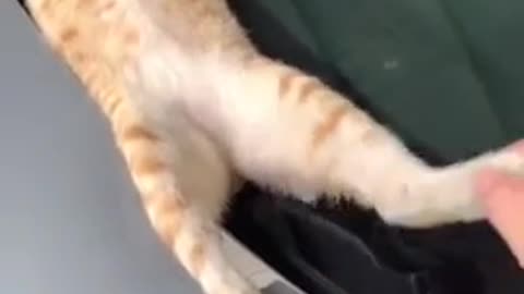 A stunned cat on the car ฅ^•ﻌ•^ฅ