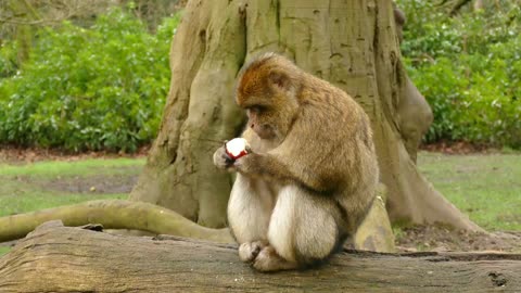 Video Of Monkeys Eating | Monkey Eating An Apple