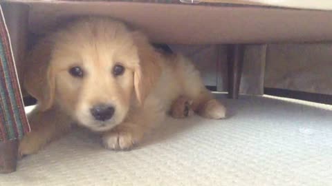 Golden Retriever puppy loves playing peek-a-boo