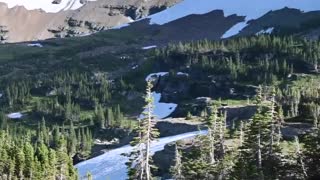 Grizzly Bear Hunting Mountain Goats in Glacier National Park