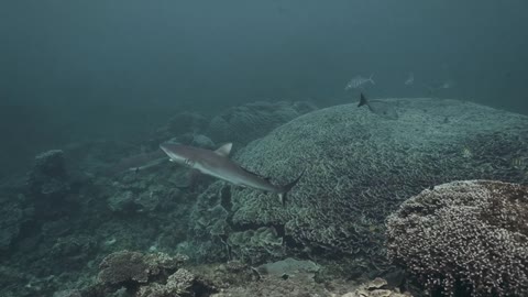 Fishes and Corals Underwater(1)