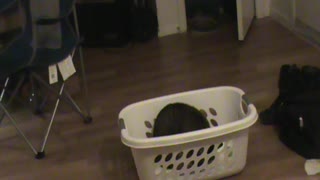 basket cat
