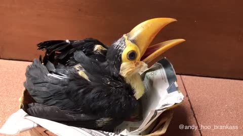 From An Egg To An Adult, This Is How Toco The Toucan Grew Up