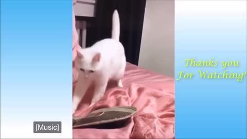 Very funny and dancing cat