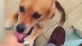 Perro recibe a su dueño en casa de un modo reconfortante