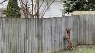 Excited Dog Uses Fence to Try and Catch Squirrel