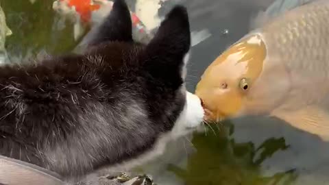 Koi fish boops Husky