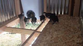 Rare Black Java chickens enjoying their new home outside!