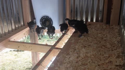 Rare Black Java chickens enjoying their new home outside!