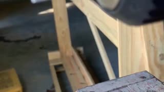 Stinkbug Gets a Ride on a Drill