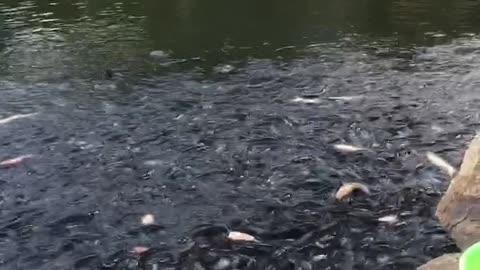 feeding the hungry black and white catfish