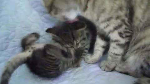 Cute little kitten falling asleep while dinning with brothers