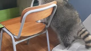 Raccoon trying to get on the chair