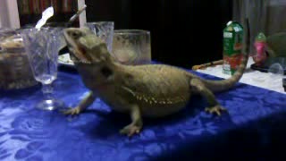 Lizard on a table
