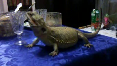 Lizard on a table