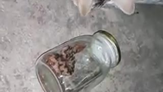 Cat cautious with the snake and when in the jar