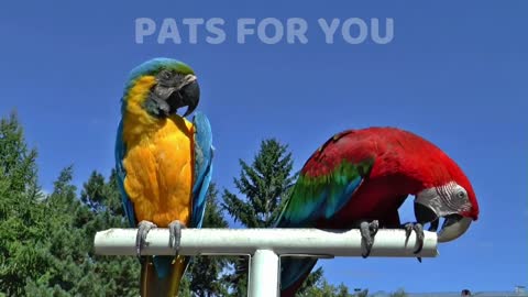 Amazing Parrot Video making funny noise 💗 Baby Animals and Cute