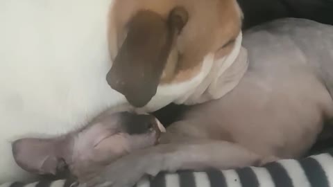 cuddle goals orla the naked cat and her bulldog cuddle buddy